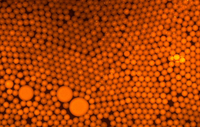 觀察磁珠熒光樣品用什么顯微鏡呢？