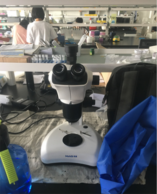 觀察磁珠熒光樣品用什么顯微鏡呢？