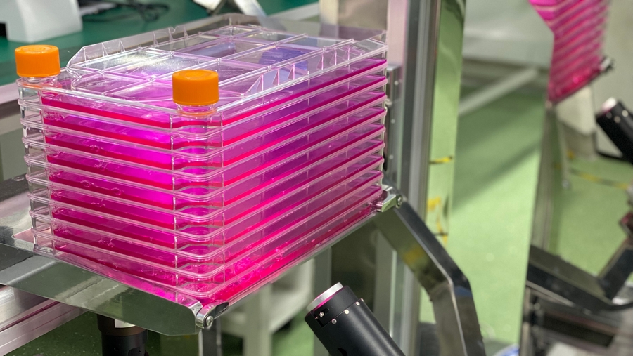 大規(guī)模干細(xì)胞培養(yǎng)用什么看？細(xì)胞工廠顯微鏡MI52-CF了解下