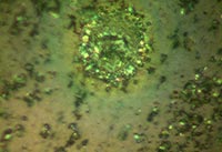 ��W�Ĥ�@΢�DƬ