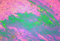 ��W�Ĥ�@΢�DƬ