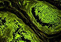 �{(l��n)ɫ�ɹ�ģ�K�Ĕz�ğɹ��@΢�DƬ