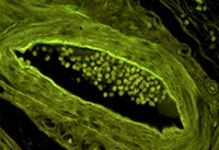 �{(l��n)ɫ�ɹ�ģ�K�Ĕz�ğɹ��@΢�DƬ