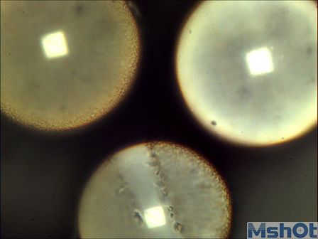 檢測(cè)顯微鏡