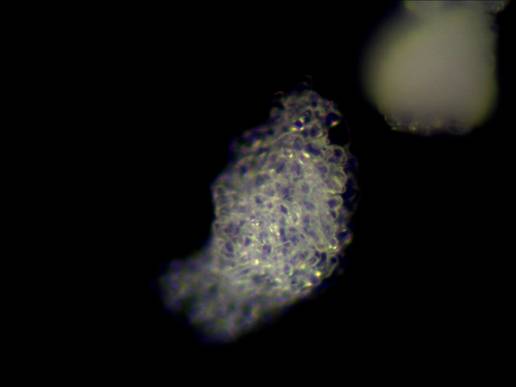 顯微數碼成像系統(tǒng)